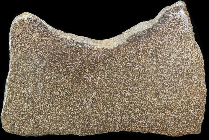 Large Polished Agatized Dinosaur Bone Section - #38801